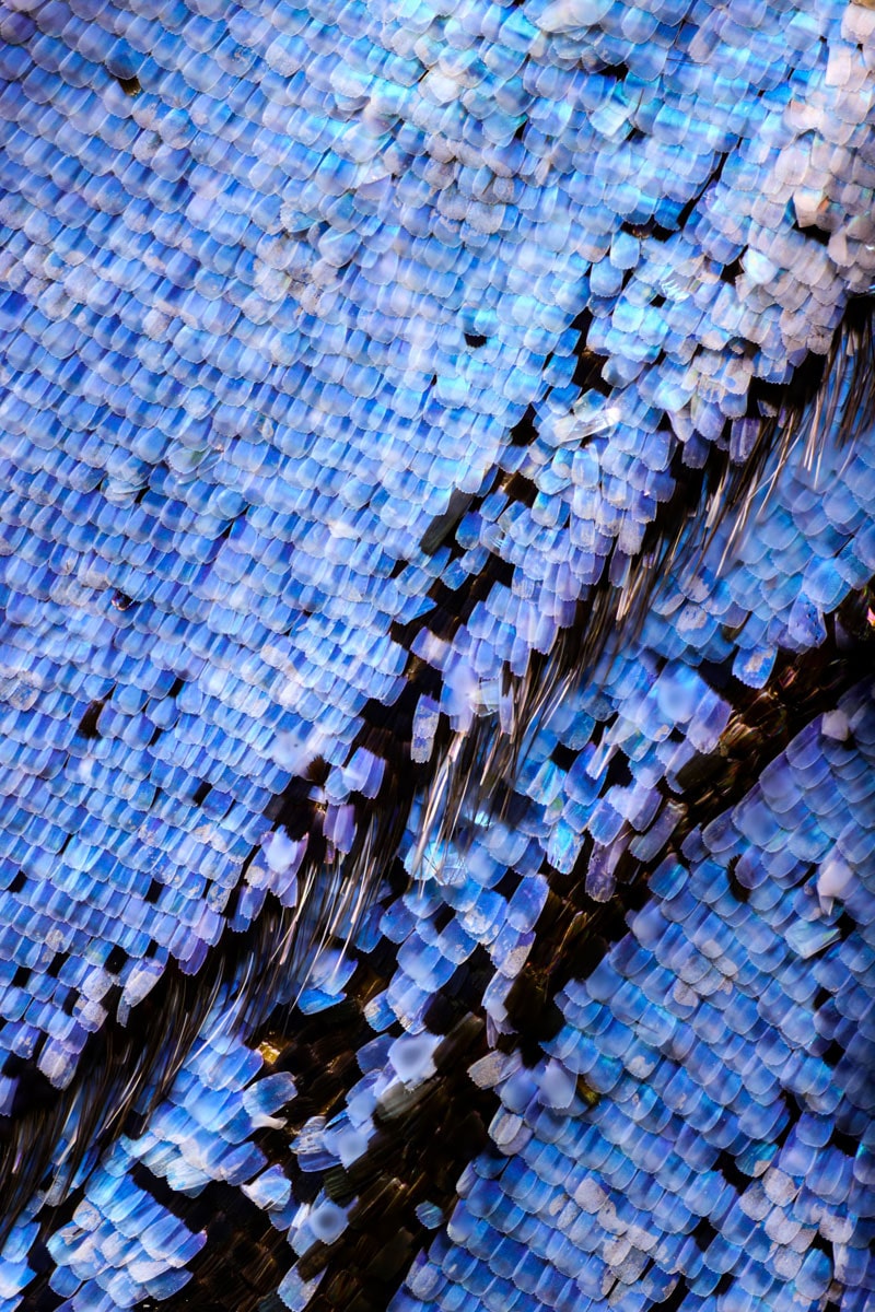 Des ailes de papillon en close-up