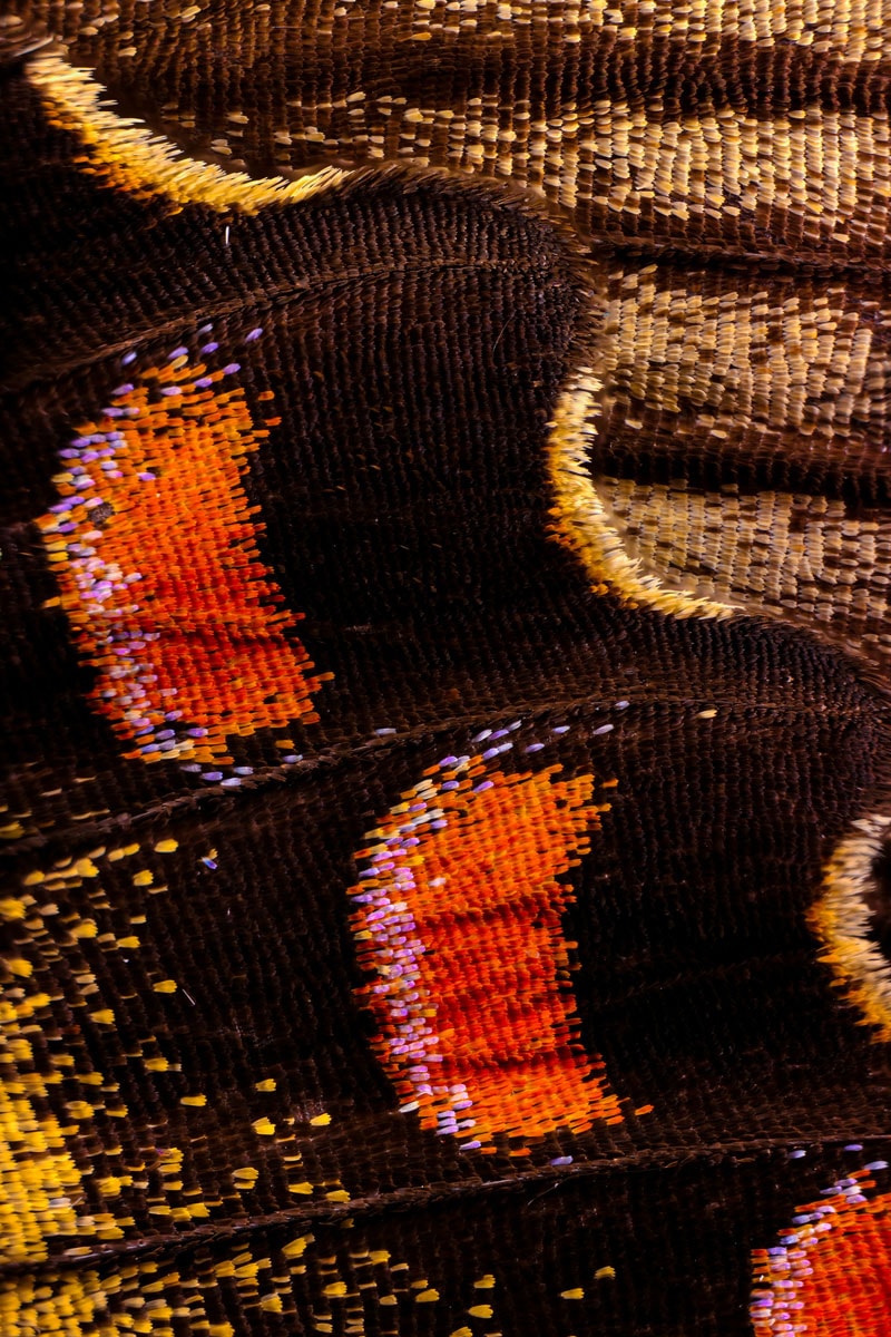Des ailes de papillon en close-up