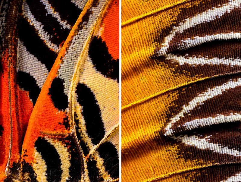 Des ailes de papillon en close-up