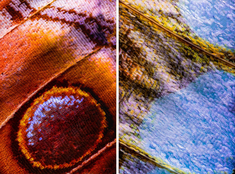 Des ailes de papillon en close-up
