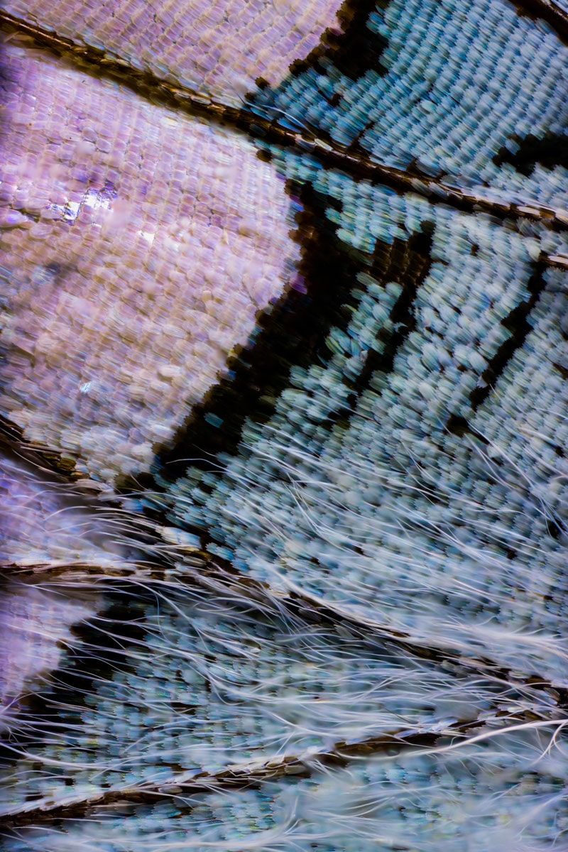 Des ailes de papillon en close-up