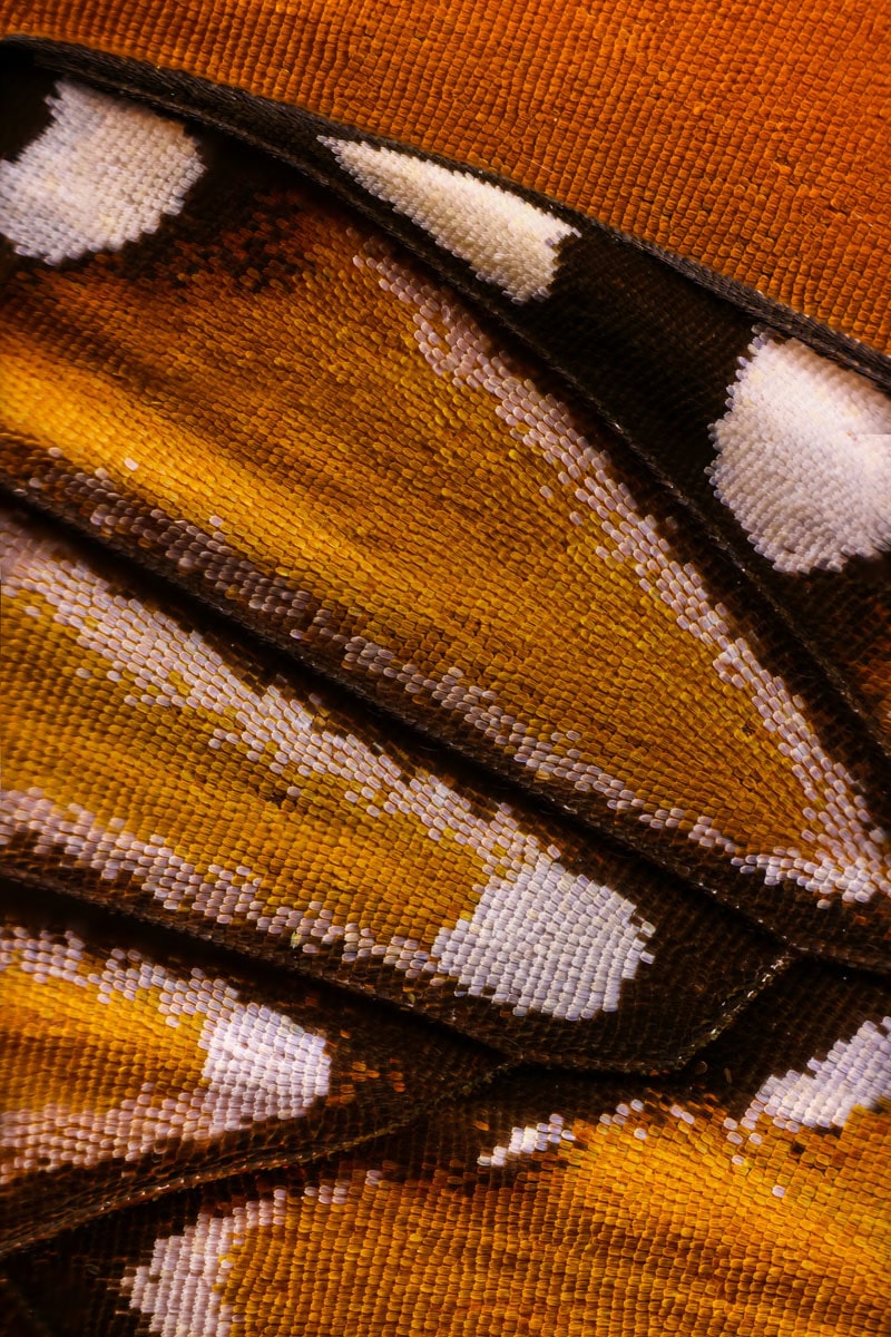 Des ailes de papillon en close-up