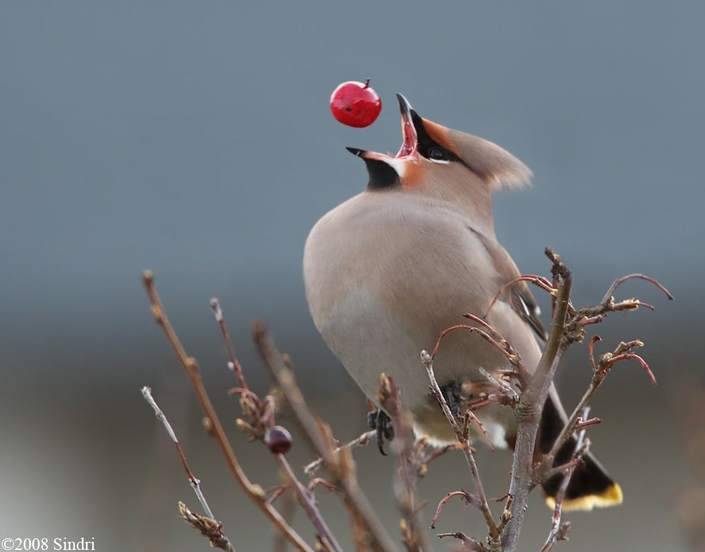 Des photos au timing parfait