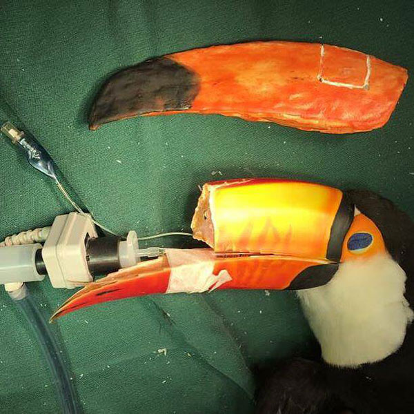 Quand un vétérinaire sauve un toucan avec une imprimante 3D