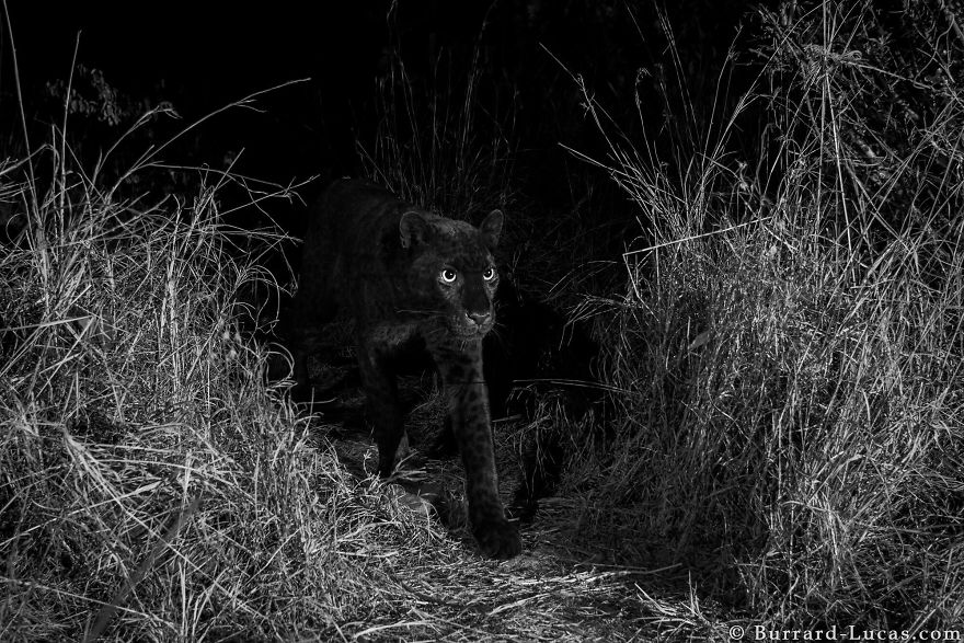 Le léopard noir photographié pour la première depuis 100 ans
