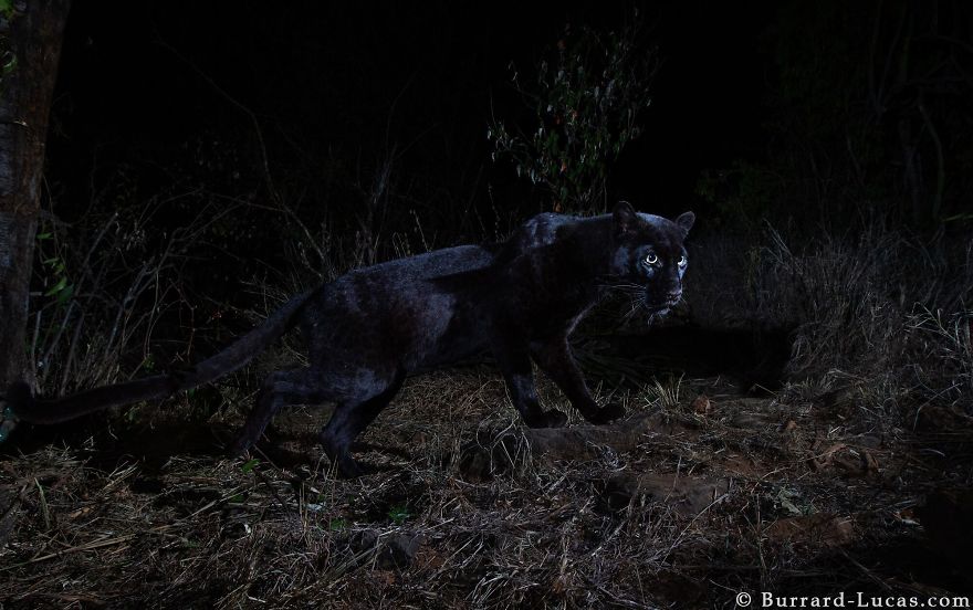 Le léopard noir photographié pour la première depuis 100 ans