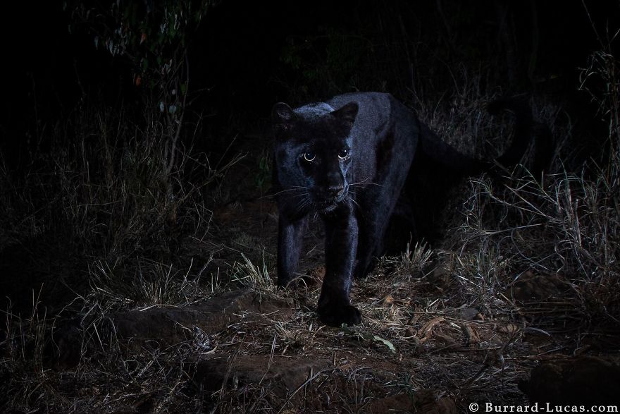 Le léopard noir photographié pour la première depuis 100 ans