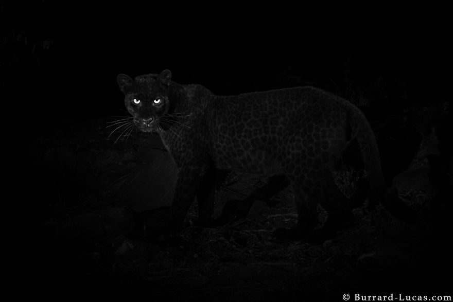 Le léopard noir photographié pour la première depuis 100 ans