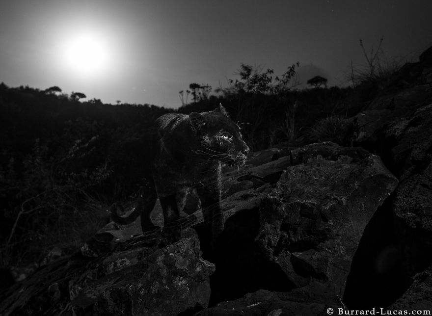 Le léopard noir photographié pour la première depuis 100 ans